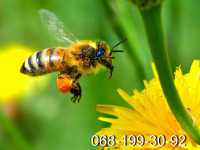 Пчёлы.Пчелиные плодные (меченые) матки Карпатка фото