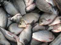 Річкова та ставкова риба крупним оптом. Купуємо фото