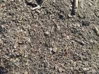 Куплю деловые отходы подсолнечника, рапса. Скупка сора фото