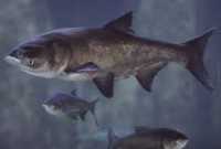 Річкову  ставкову рибу закуповуємо оптом. Крупним оптом фото