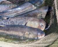 Куплю товстолоб, сом по всій Україні. Гурт. Розрахунок готівкою. Самовивіз. Прац фото