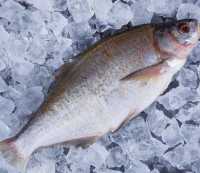 Куплю лящ, плітку ( тарань ), густера, синець по всій Україні. Гурт фото