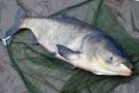 Куплю оптом свіжу та свіжоморожену рибу - товстолоб. Самовивіз фото