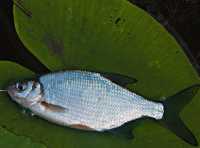 Куплю оптом свіжу та свіжоморожену плотву, тарань, густеру, лящ, синець, чехонь фото