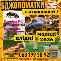 Бджоломатки. Матки пчелиные. Карніка. Карпатка. Українська Степова фото